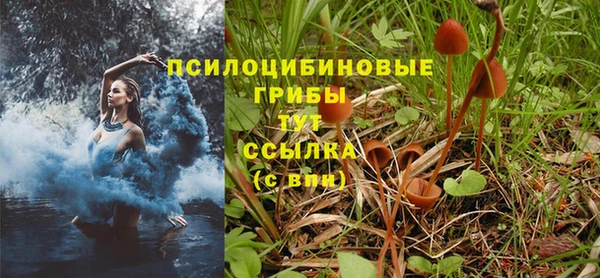PSILOCYBIN Козельск