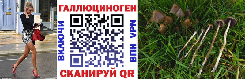 Купить где  Крымск  Галлюциногенные грибы GOLDEN TEACHER 